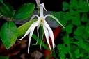 Dendrobium amboinense