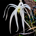 Dendrobium_amboinense6.jpg