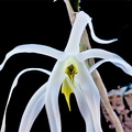 Dendrobium_amboinense7.jpg