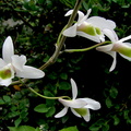 Dendrobium amoenum