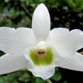 Dendrobium amoenum