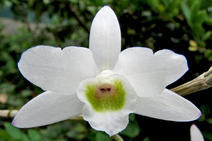 Dendrobium amoenum