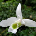 Dendrobium amoenum