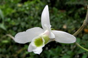 Dendrobium amoenum