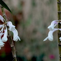 Dendrobium aphanochilum