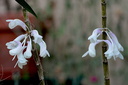 Dendrobium aphanochilum