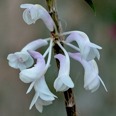 Dendrobium aphanochilum