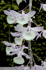 Dendrobium aphyllum