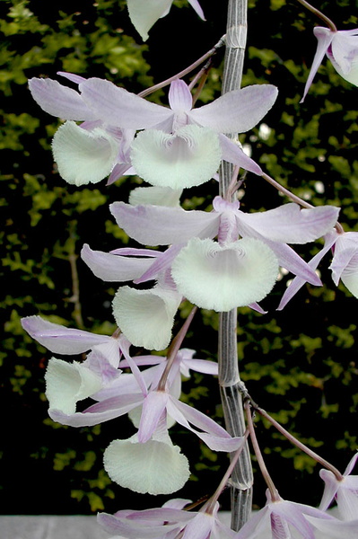 Dendrobium aphyllum (Roxb.) C.E.C.Fisch. Dendrobium_aphyllum1.jpg