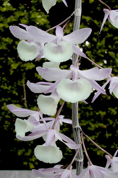 Dendrobium_aphyllum1.jpg