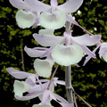 Dendrobium aphyllum