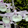 Dendrobium aphyllum