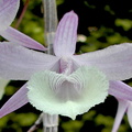 Dendrobium aphyllum