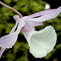 Dendrobium aphyllum