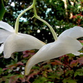 Dendrobium arcuatum