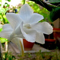 Dendrobium arcuatum