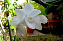 Dendrobium arcuatum