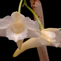Dendrobium arcuatum