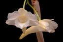 Dendrobium arcuatum