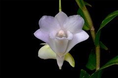 Dendrobium arcuatum