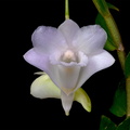 Dendrobium arcuatum