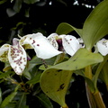 Dendrobium atroviolaceum