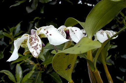 Dendrobium atroviolaceum