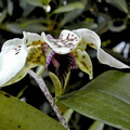 Dendrobium atroviolaceum