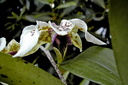 Dendrobium atroviolaceum