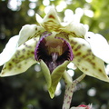 Dendrobium atroviolaceum