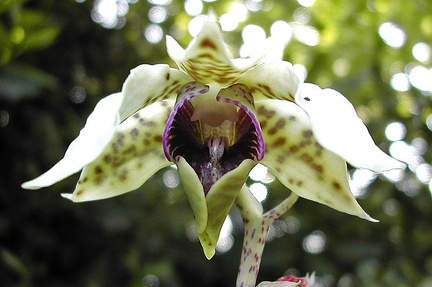 Dendrobium atroviolaceum