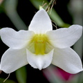 Dendrobium auriculatum