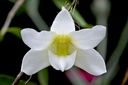 Dendrobium auriculatum