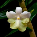 Dendrobium austrocaledonicum