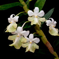 Dendrobium austrocaledonicum