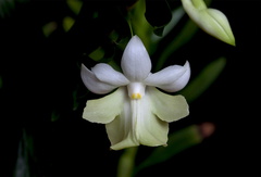 Dendrobium austrocaledonicum