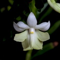 Dendrobium austrocaledonicum