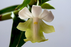 Dendrobium austrocaledonicum