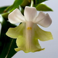 Dendrobium austrocaledonicum