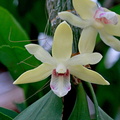 Dendrobium balzerianum