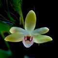 Dendrobium balzerianum