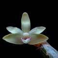 Dendrobium balzerianum