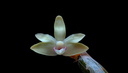 Dendrobium balzerianum