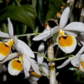 Dendrobium bensoniae