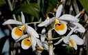 Dendrobium bensoniae