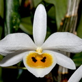 Dendrobium bensoniae