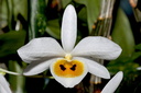 Dendrobium bensoniae