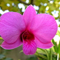 Dendrobium bigibbum