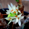 Dendrobium bracteosum