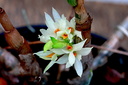 Dendrobium bracteosum